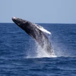 Blue whale breaching off the coast of Mirissa, Sri Lanka