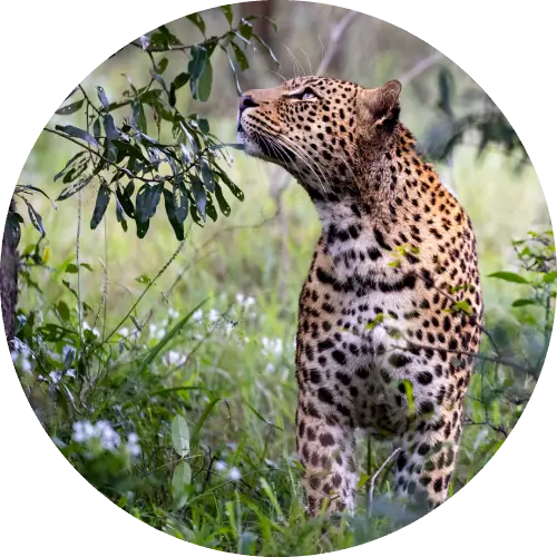 Sri Lanka holiday highlights collage with beaches, temples and tea plantations