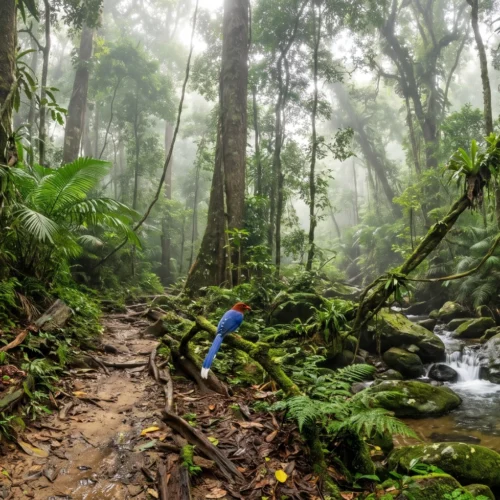 15-Day Sri Lanka Rainforest, Safari & East Coast Tour