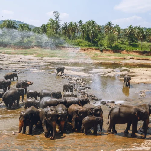 7-Day Classic Sri Lanka Highlights Round Tour