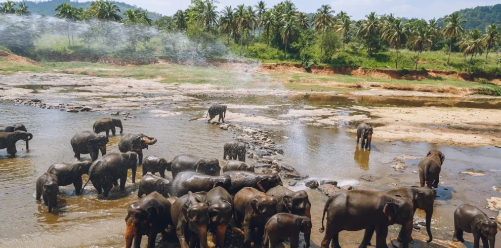 sir lanka website image pinnawala