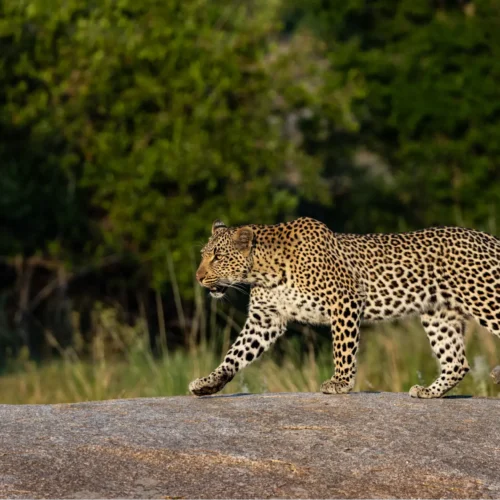 8-Day Sri Lanka Beaches, Wildlife & Highlands Tour