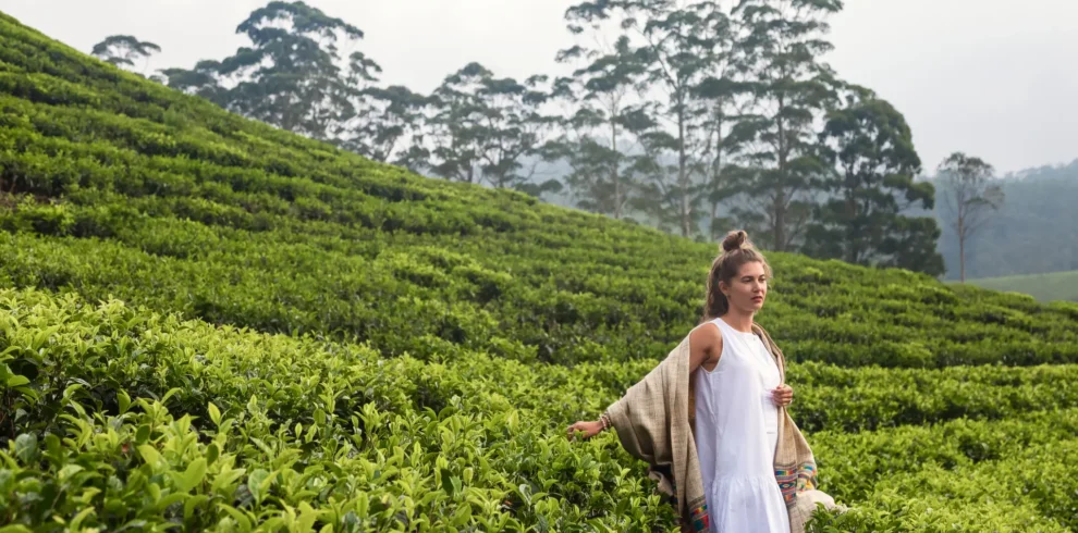 sir lanka website images tea plantation